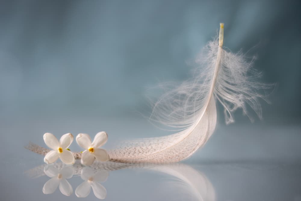 Delicate Feather Flowers by Igor Kopcev — canvas wall art