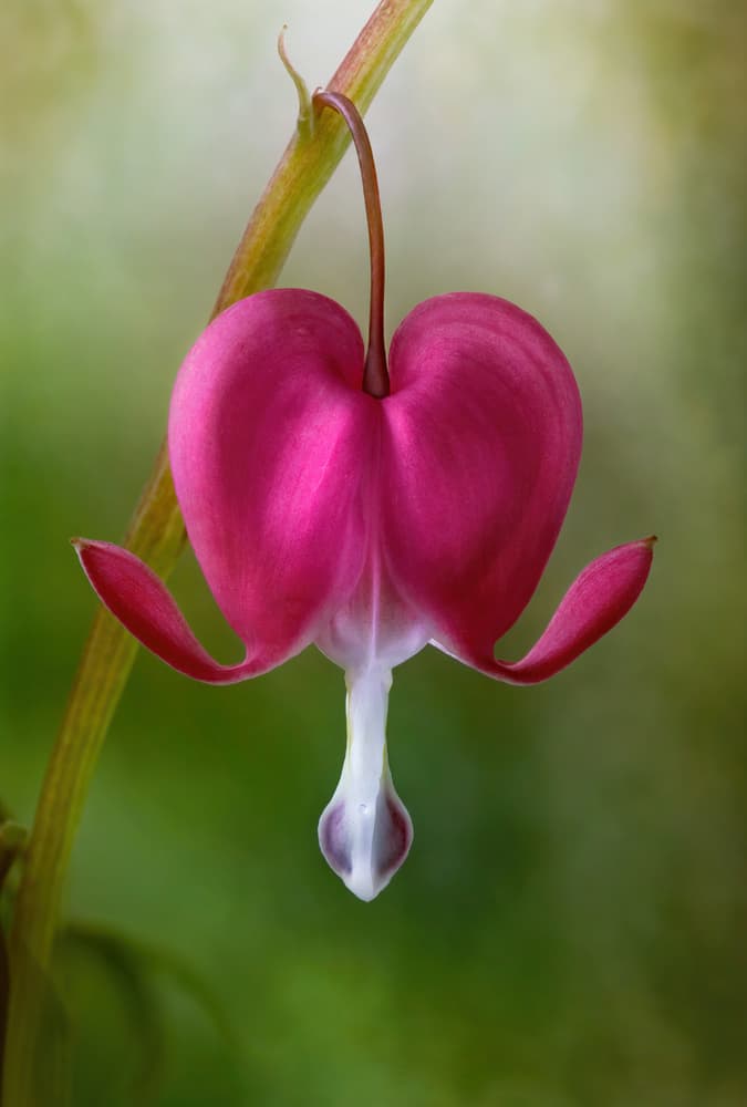 Bleeding Heart by Mandy Disher — canvas wall art