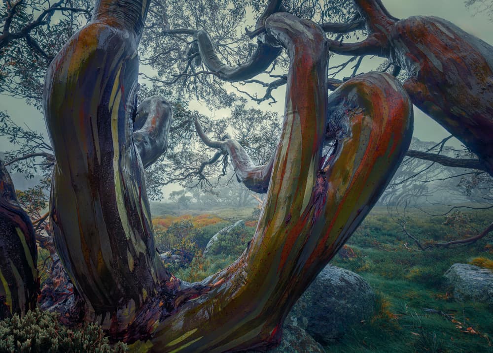 Misty Rainbow Tree by YANGYING — canvas wall art