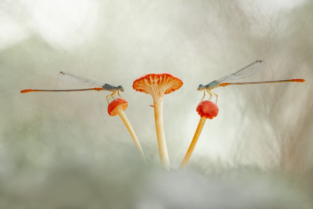 Delicate Damselfly Mushrooms by Abdul Gapur Dayak — canvas wall art