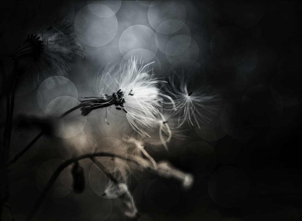 Dreamy Dandelion Fluff by YoungIl Kim — canvas wall art