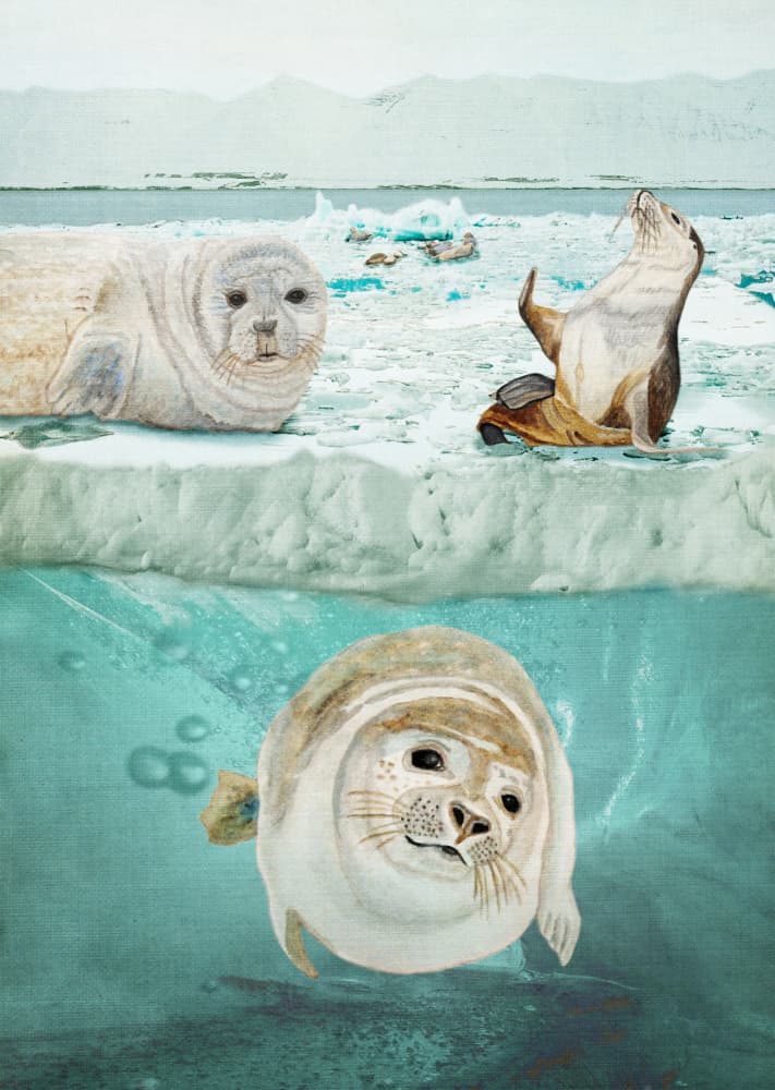 Seals Above And Below by Angeles M. Pomata — canvas wall art