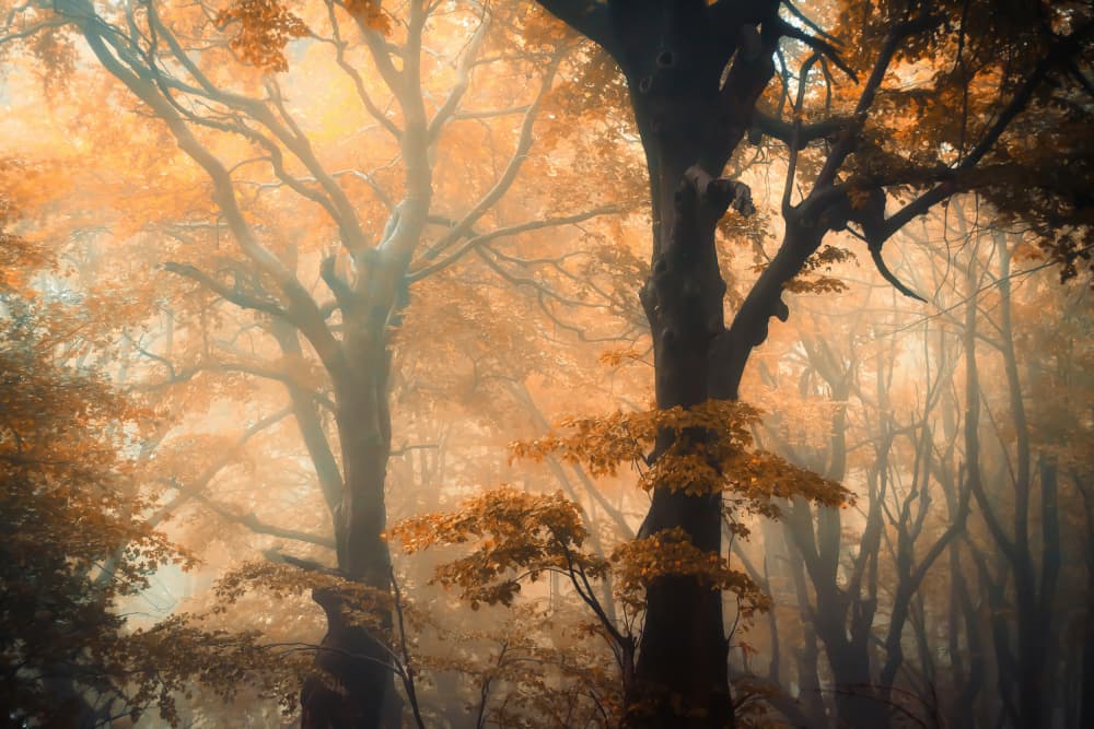 Misty Golden Forest by Ildiko Neer — canvas wall art