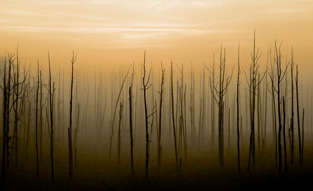 Golden Misty Trees by Mike Melnotte — canvas wall art