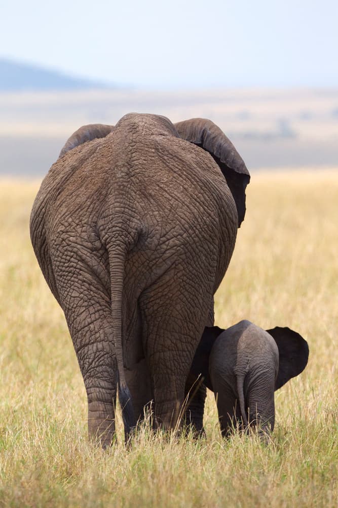 Elephant Mother and Calf by Alejandro Metzger — canvas wall art