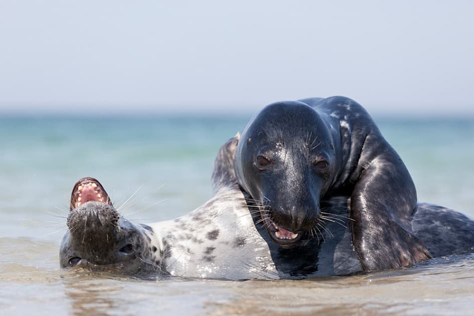 Two Playful Seals by Hillebrand Breuker — canvas wall art