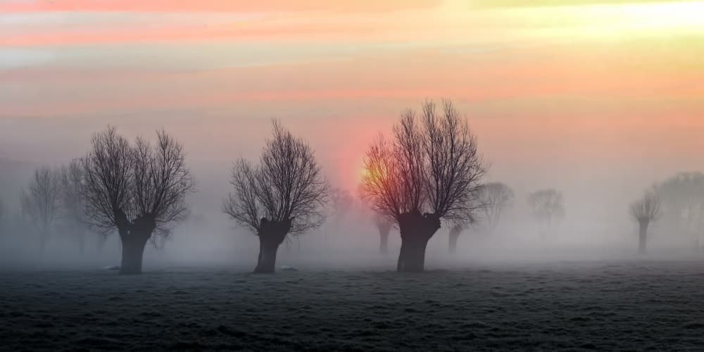 Misty Dawn Trees by Piet Flour — canvas wall art