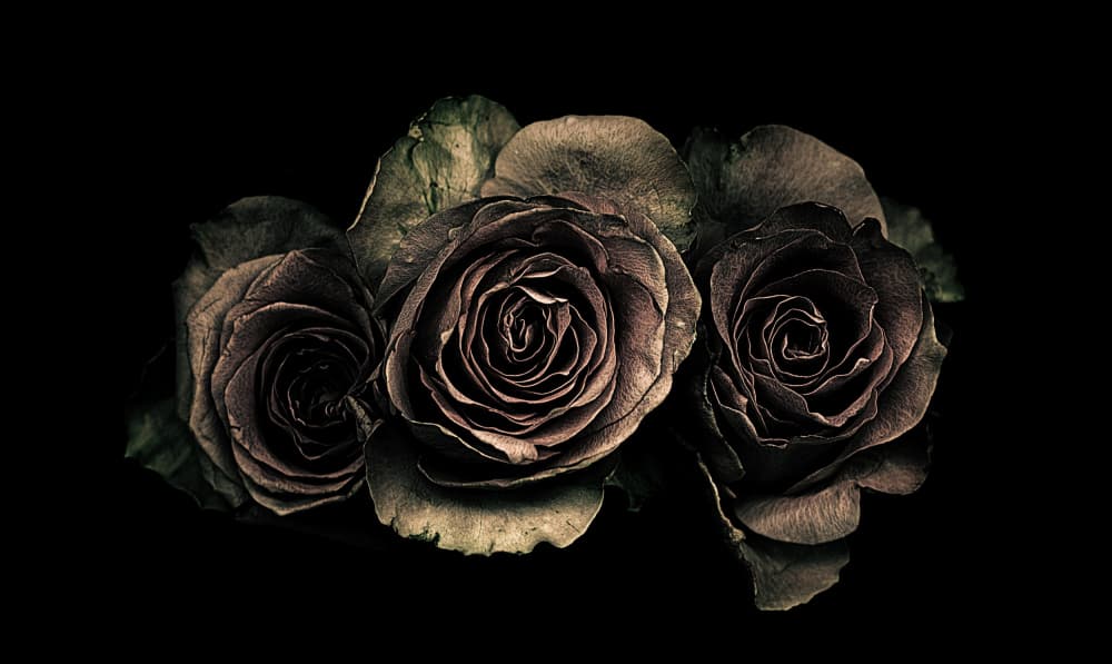 Moody Rose Trio by Angel Julie — canvas wall art