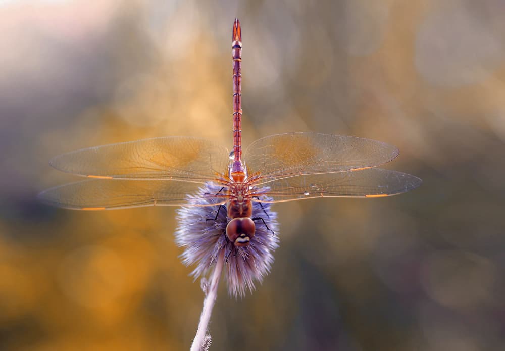 Golden Hour Dragonfly by Thierry Dufour — canvas wall art