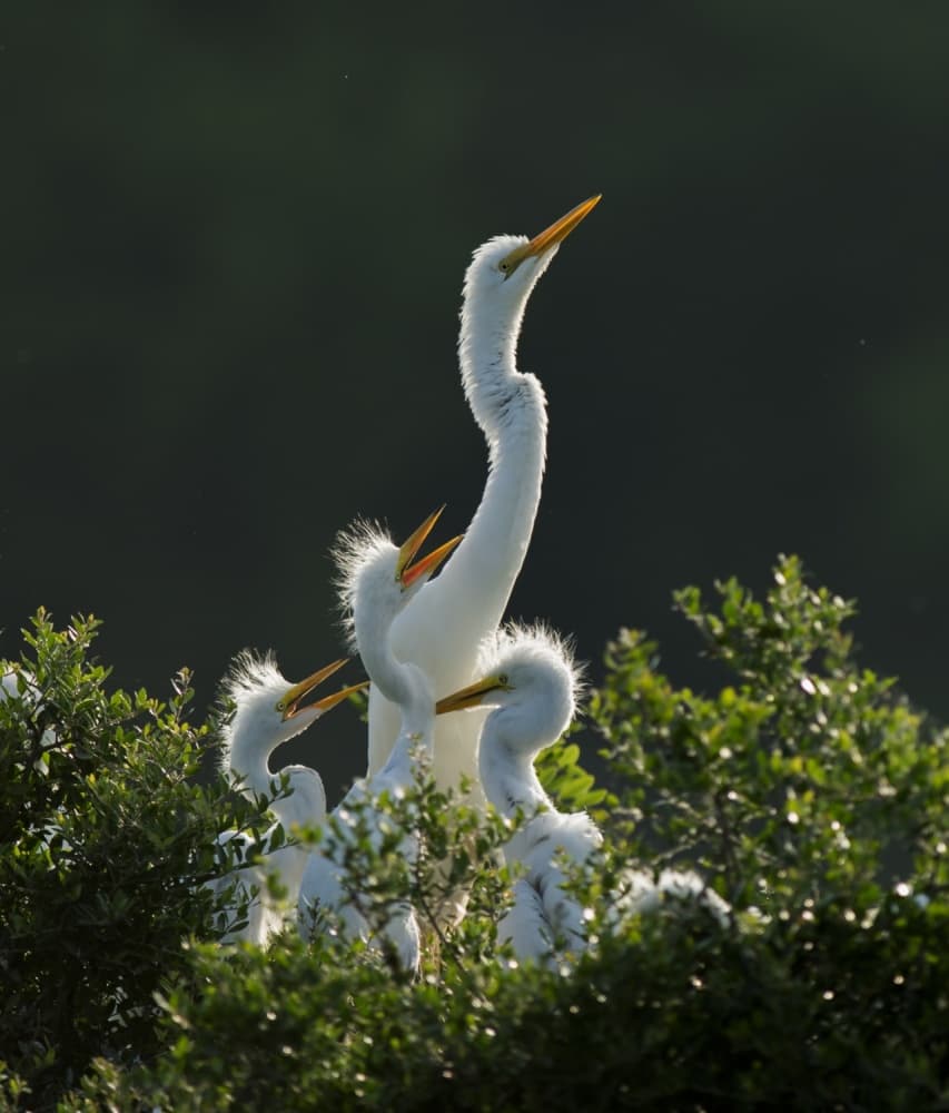 Hungry Egret Chicks by Aijing H. — canvas wall art