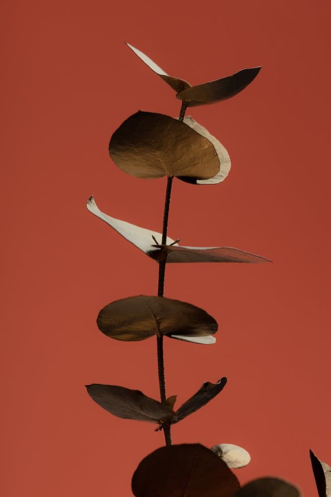 Eucalyptus Leaf Study by Pictufy Studio III — canvas wall art