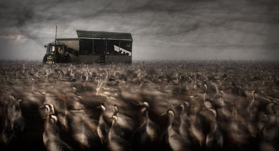 Dramatic Crane Field by Noam Mymon — canvas wall art