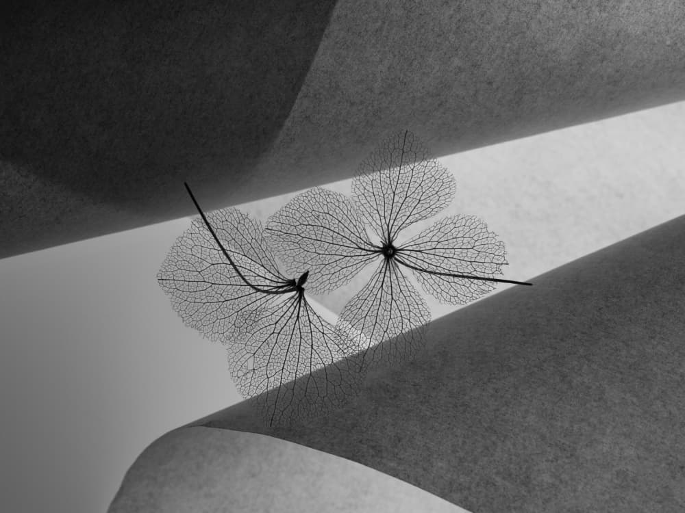 Soft Light Botanical Curves by Shihya Kowatari — canvas wall art