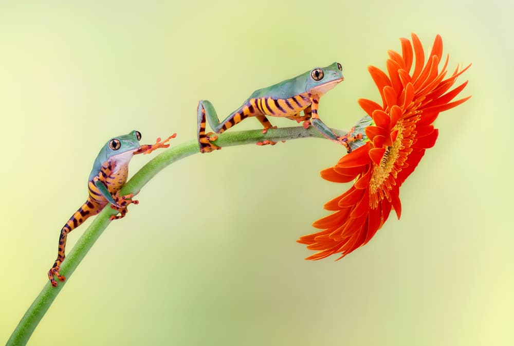 Curious Frogs and Flower by Renee Doyle — canvas wall art