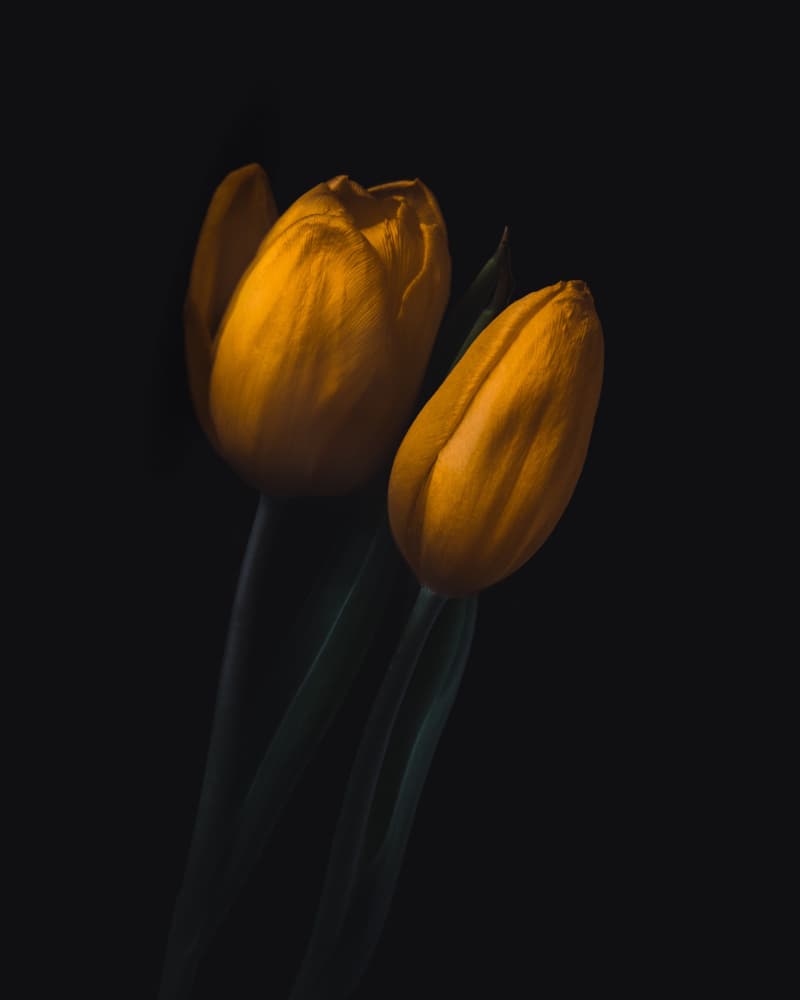 Moody Golden Tulips by Wicher Bos — canvas wall art