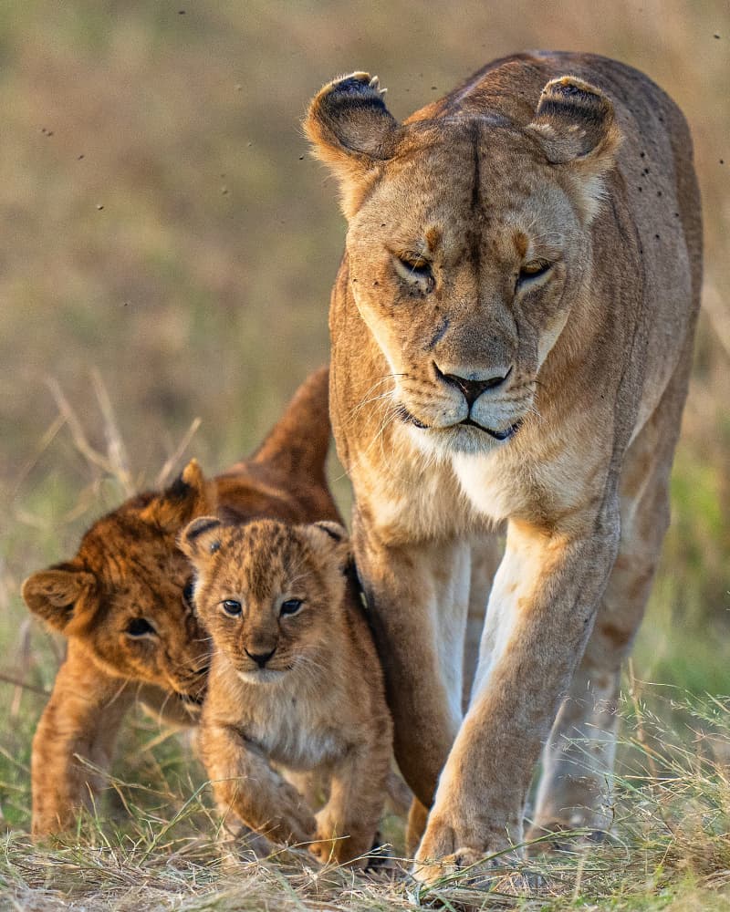 Lioness And Her Cubs by Yogesh Bhatia — canvas wall art