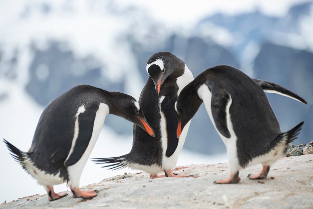 Gentoo Penguins Together by José Manuel cruz — canvas wall art