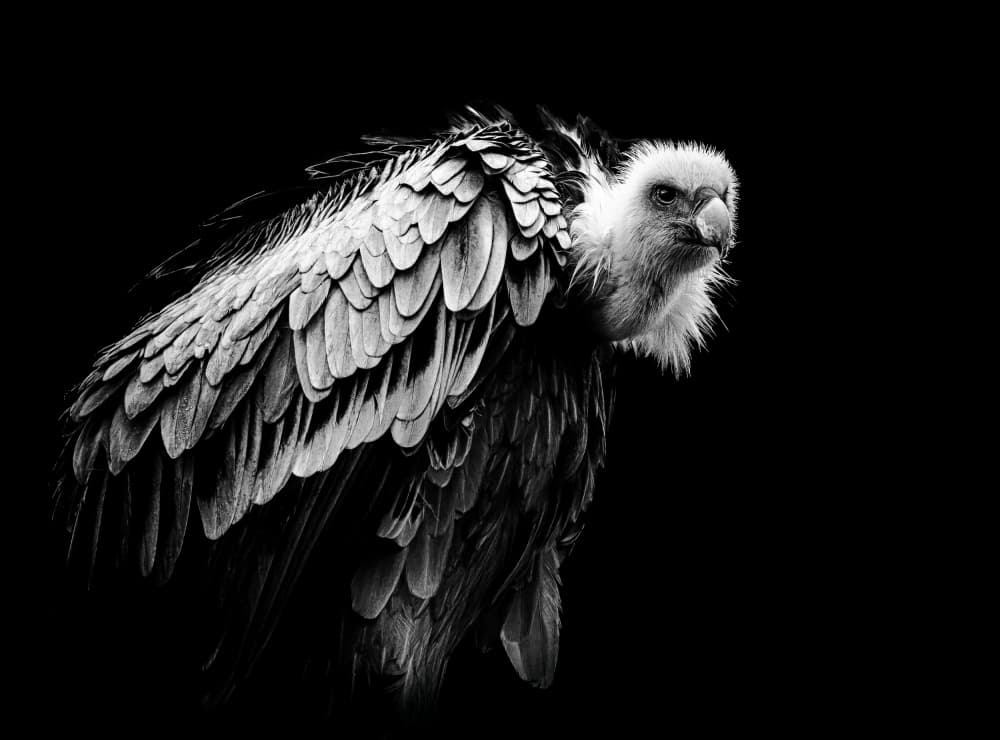 Intense Griffon Vulture by Natascha Worseling — canvas wall art