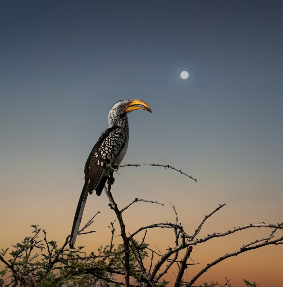 Yellow Hornbill Moonlight by Gu and Hongchao — canvas wall art
