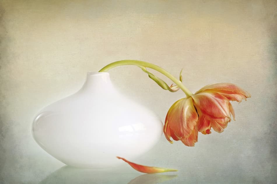 Peach Tulip Still Life by Alida van Zaane — canvas wall art