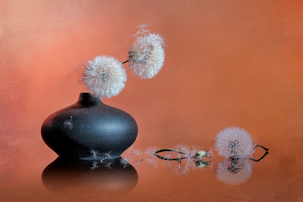 Delicate Dandelion Still Life by Lydia Jacobs — canvas wall art