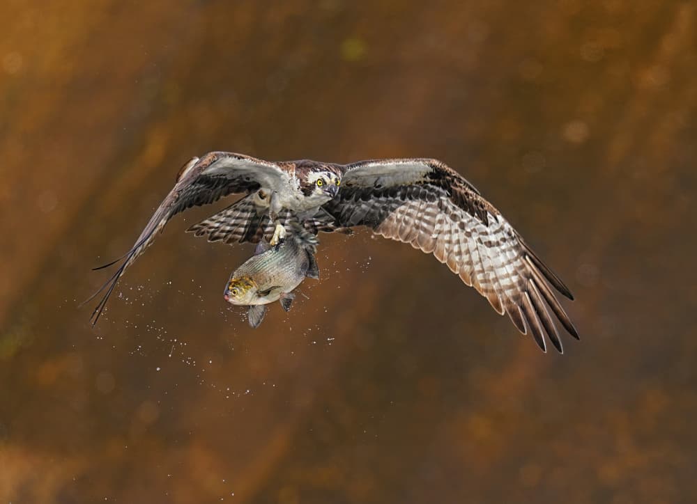 Osprey Flying With Fish by Hannah & Wei — canvas wall art