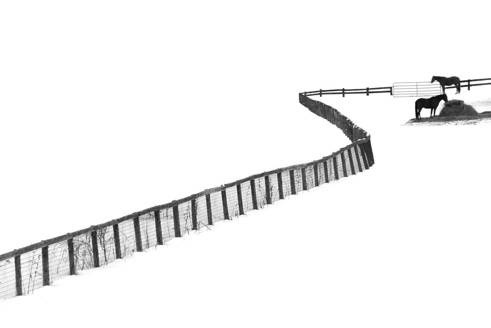 Winding Fence Winter Horses by Ivan Huang — canvas wall art