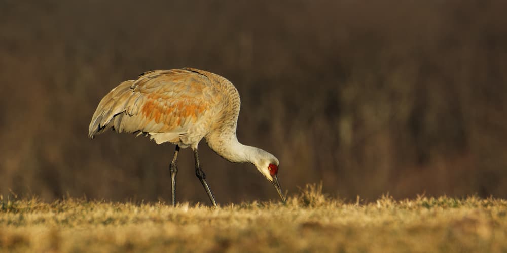 Crane In Golden Light by Darlene Hewson — canvas wall art