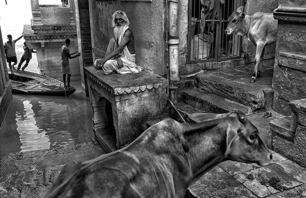 Sadhu And Sacred Cows by Avishek Das — canvas wall art