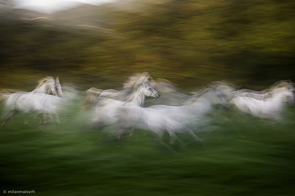 Galloping White Horses by Milan Malovrh — canvas wall art