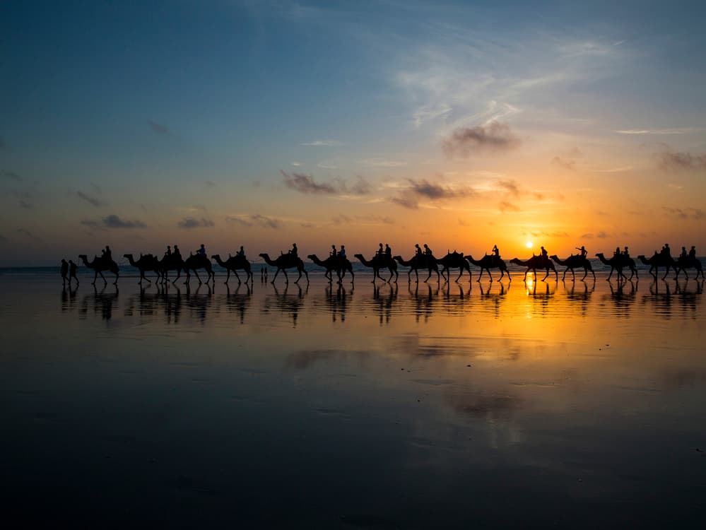 Golden Hour Camels by Louise Wolbers — canvas wall art