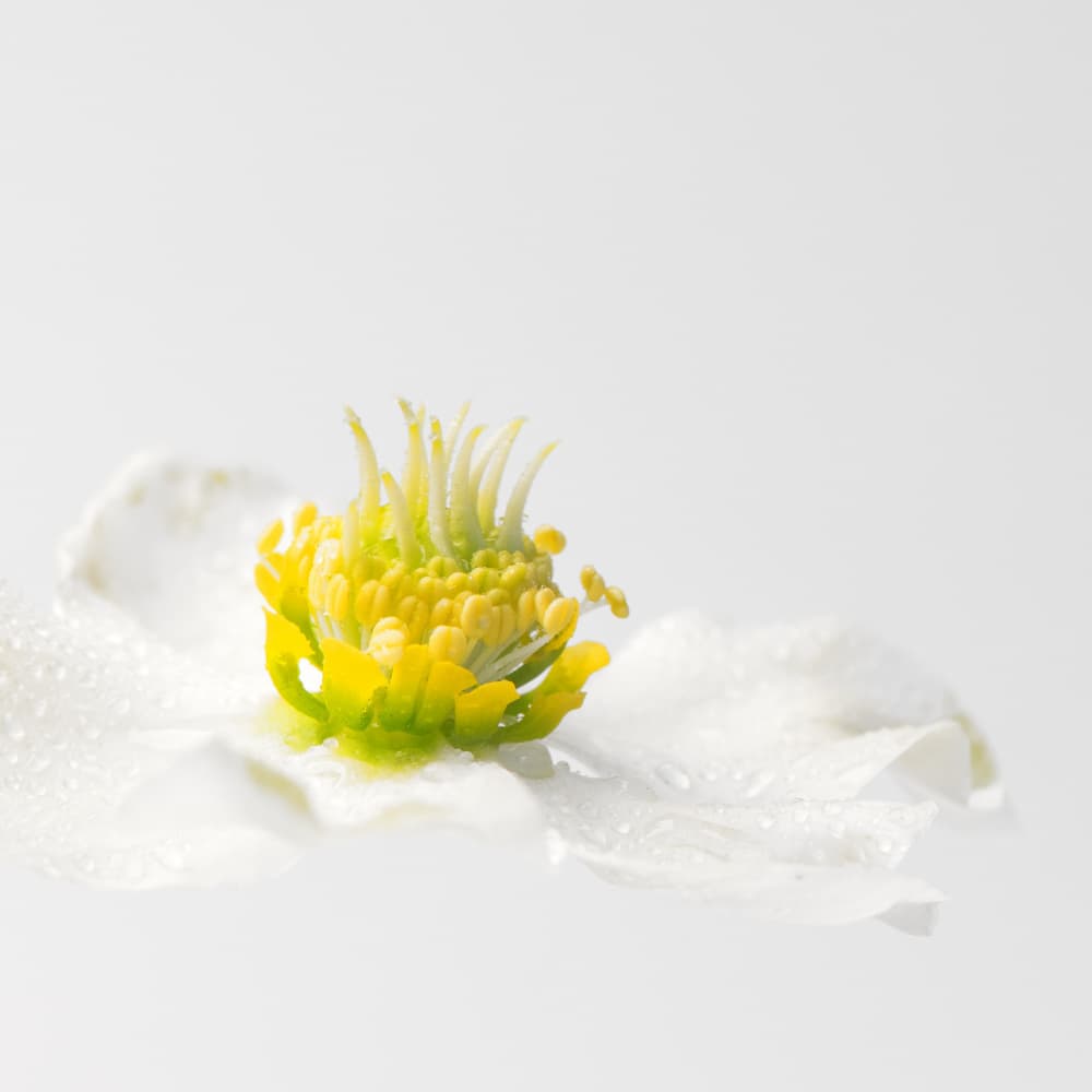 Dewy White Blossom by FranzStaab — canvas wall art