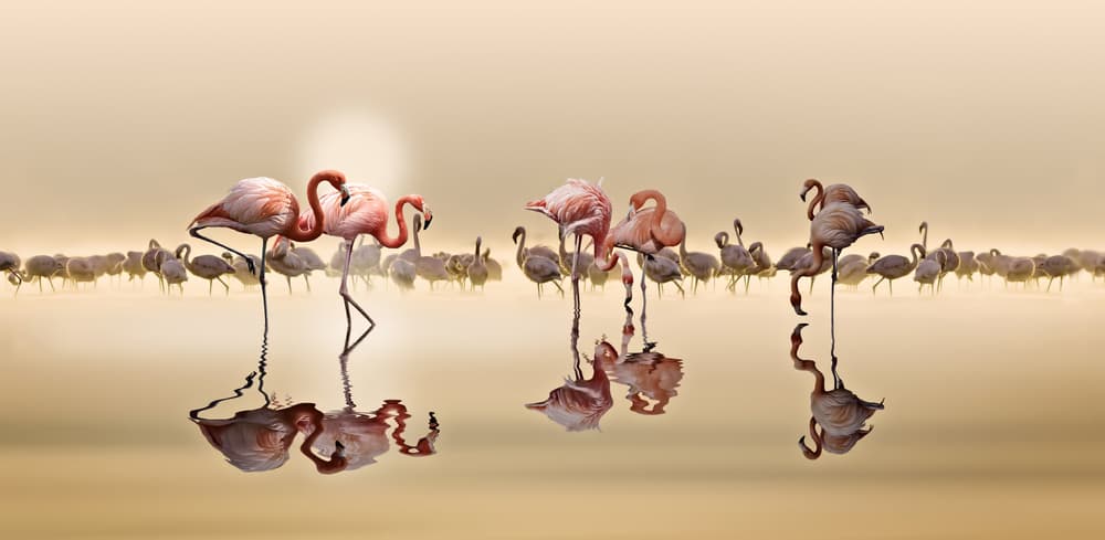 Golden Hour Flamingos by NASSER OSMAN — canvas wall art