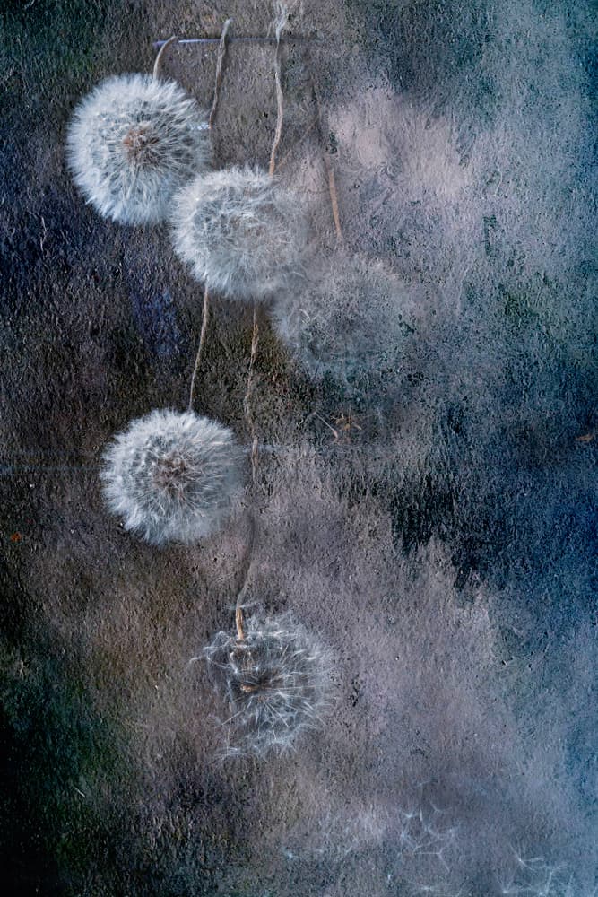 Delicate Dandelion Wishes by Igor Kopcev — canvas wall art