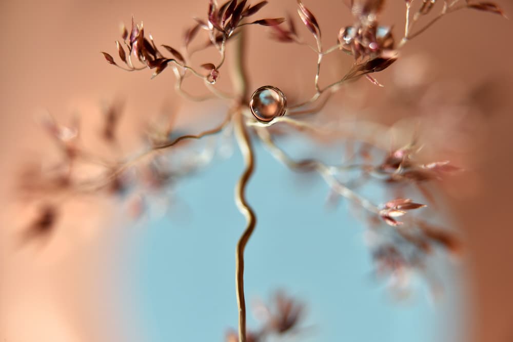 Delicate Dew Drops by Heidi Westum — canvas wall art