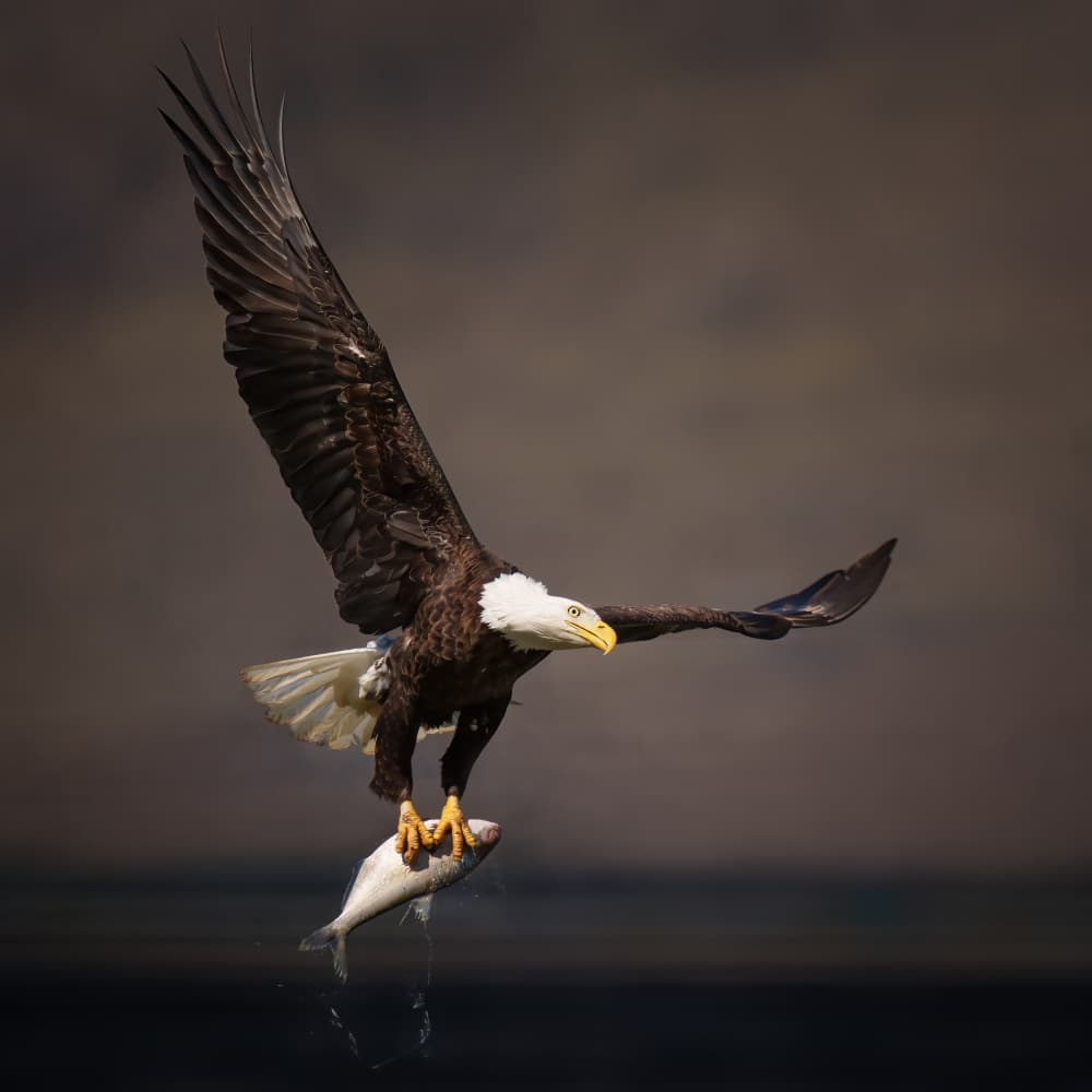 Bald Eagle Takes Fish by Yun Gong — canvas wall art