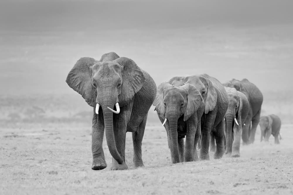 African Elephant March by Ali Khataw — canvas wall art