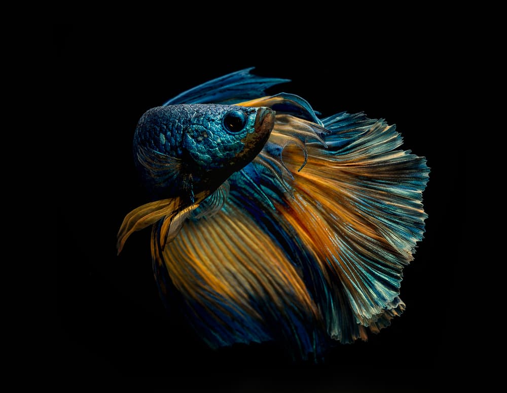 Elegant Betta Fish by Andi Halil — canvas wall art
