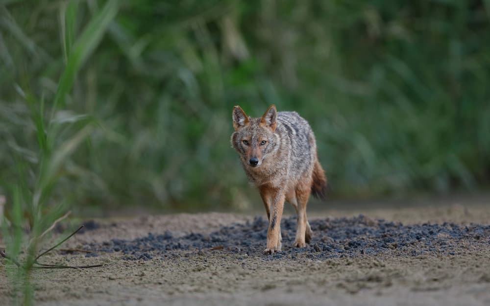 Golden Jackal Stroll by Assaf Gavra — canvas wall art