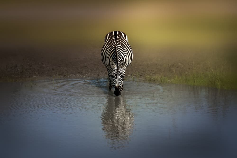 Zebra's Water Reflection by Anita Singh — canvas wall art