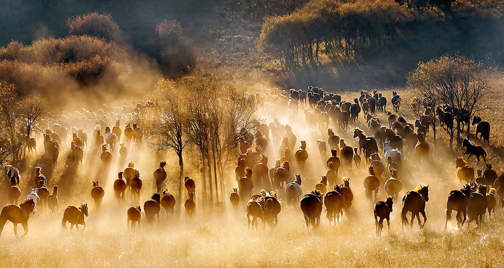 Golden Horse Stampede by Hua Zhu — canvas wall art