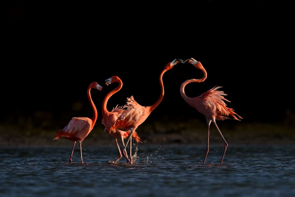 Flamingo Love Dance by Rob Li — canvas wall art