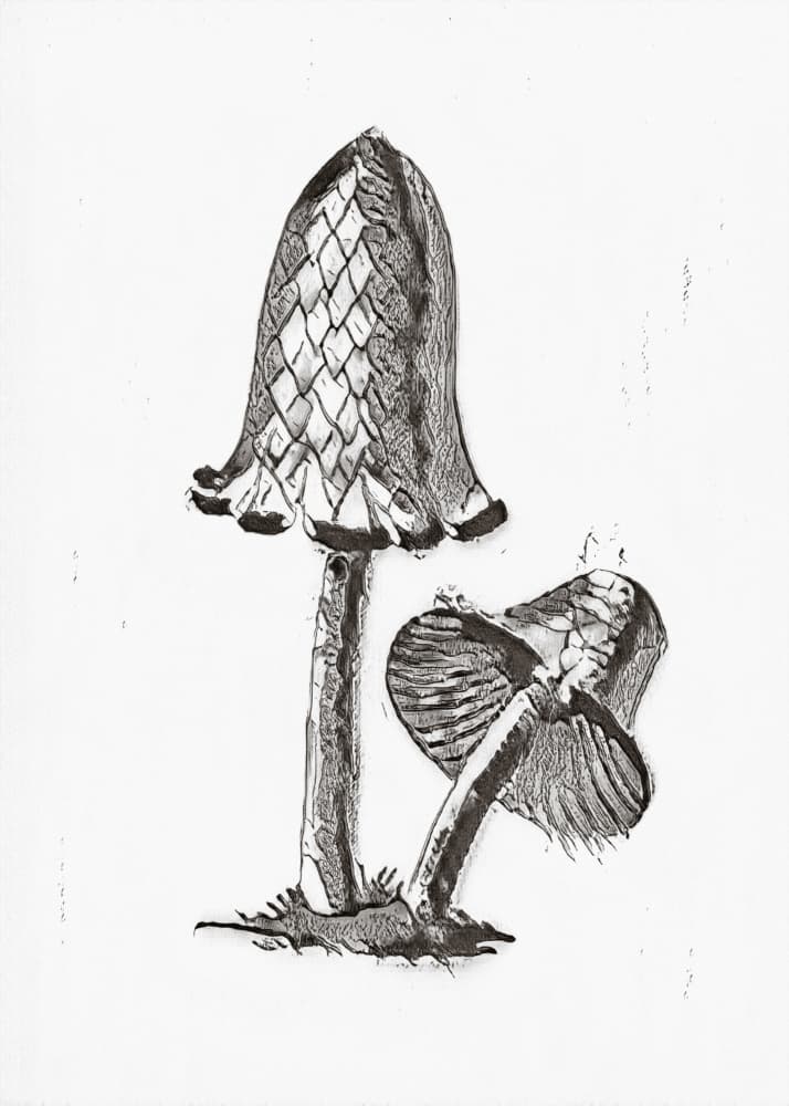 Vintage Inky Cap Edible Mushroom BW Bright by Biodiversity Heritage Library — canvas wall art