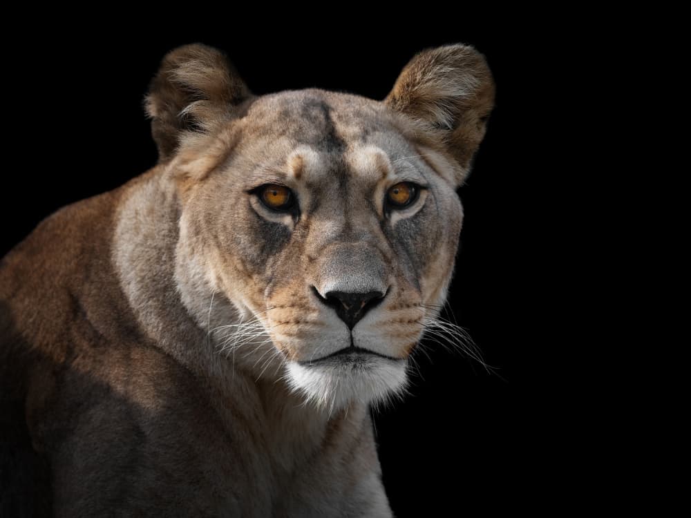 Lioness Gaze by Mathilde Guillemot — canvas wall art