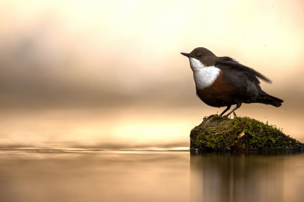 Dipper on Mossy Rock by Marco Redaelli — canvas wall art