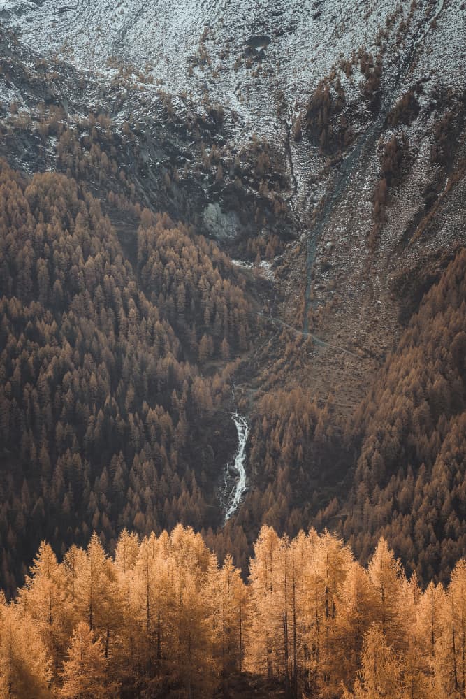 Golden Alpine Forest by Thomas de Franzoni — canvas wall art