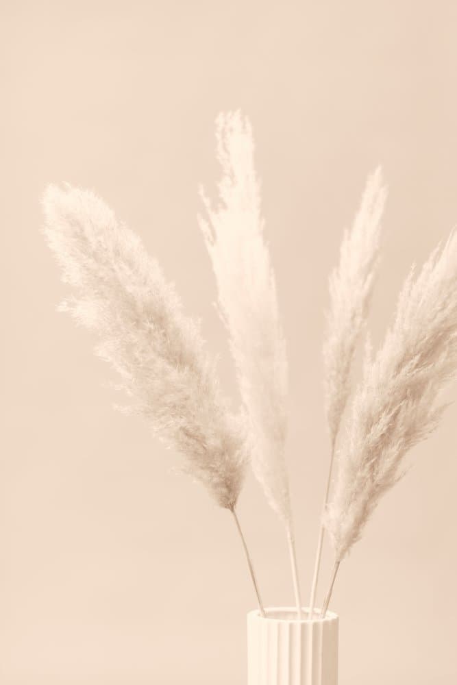 Soft Neutral Pampas by Pictufy Studio III — canvas wall art