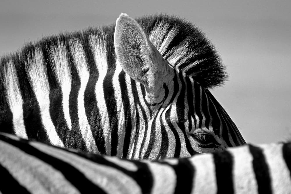 Elegant Zebra Profile by Marc Pelissier — canvas wall art