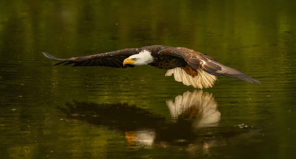 Majestic Bald Eagle Flight by Susan Breau — canvas wall art