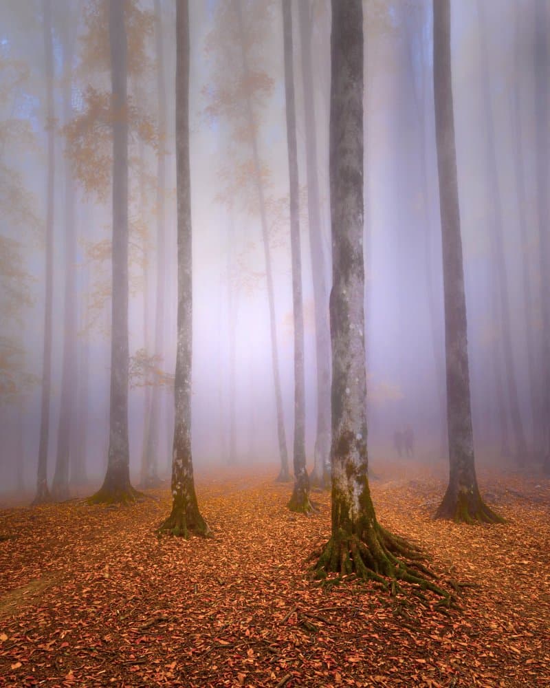Misty Autumn Forest by David Fazaeli — canvas wall art